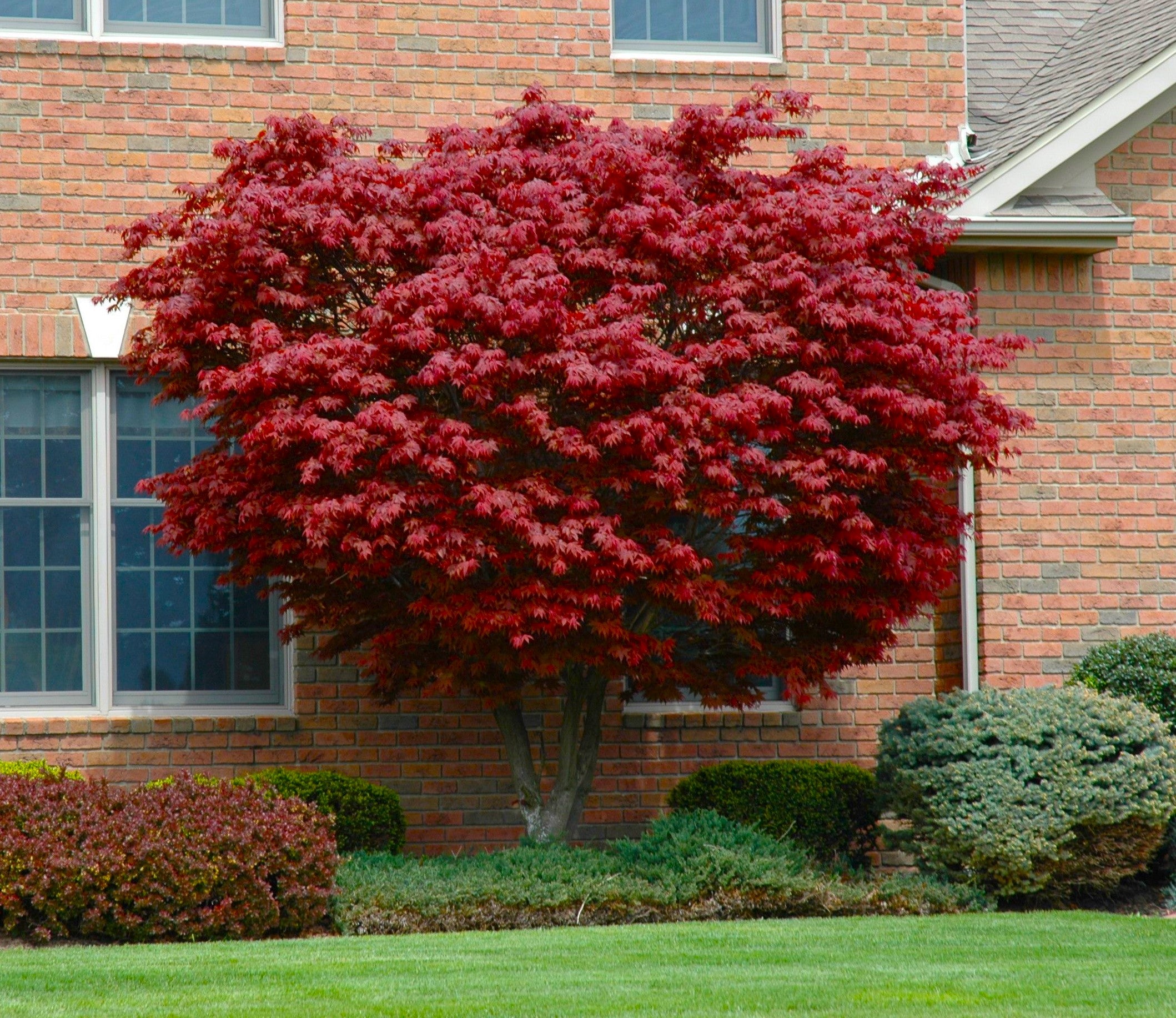 Maple Trees – Online Orchards