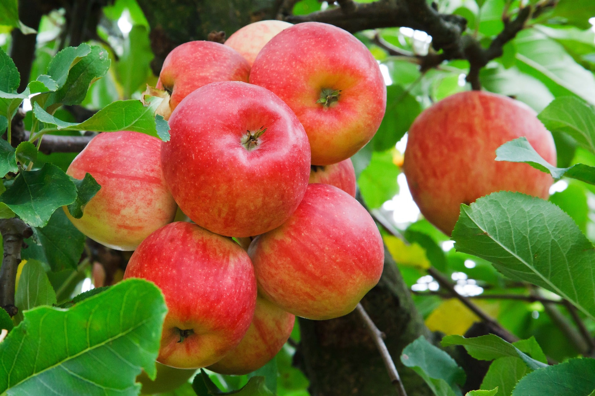 Fruit Trees for Cold Hardiness Zone 9 (Average Low Temperature of