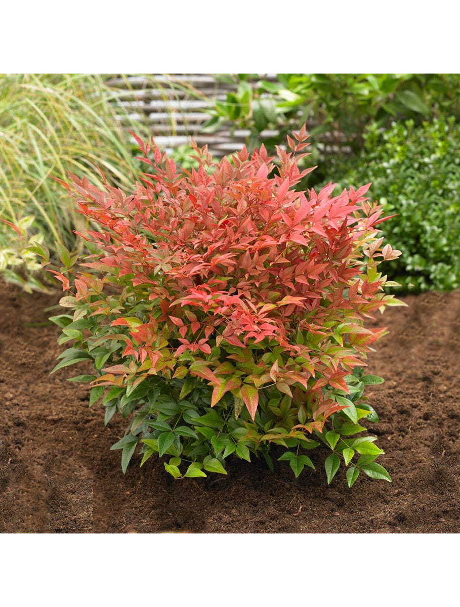 Heavenly Bamboo &ndash; Online Orchards