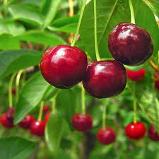 Cherry Trees – Tagged 