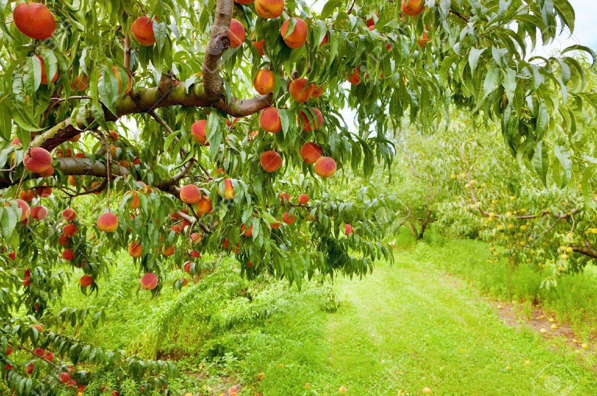Peach Trees – Tagged 