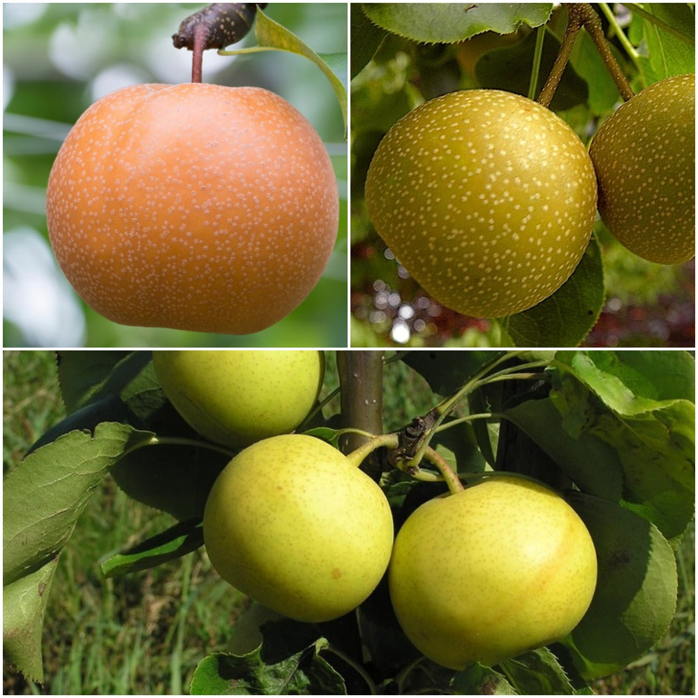 3in1 Asian Pear Jubilee Tree Different Asian Pear varieties grow o