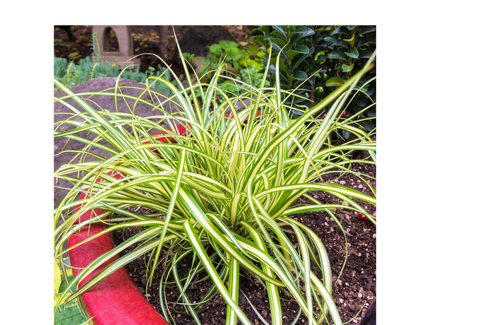 1 Gal. Evergold Japanese Sedge Grass with Gold and Green Striped Cascading Blades