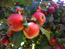 Dwarf Beverly Hills Apple Tree - Grows in warm climates like California and Florida! (2 years old and 3-4 feet tall.)