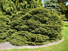 Bird's Nest Norway Spruce Shrub (1 Gal)- Hardy, uniquely shaped, low-maintenance dwarf conifer.