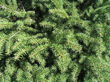 Bird's Nest Norway Spruce Shrub (1 Gal)- Hardy, uniquely shaped, low-maintenance dwarf conifer.