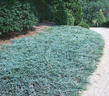 Blue Rug Juniper Shrub (1 Gal) - Unique blue shrub ideal for evergreen groundcover. Drought tolerant!