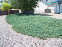 Blue Rug Juniper Shrub (1 Gal) - Unique blue shrub ideal for evergreen groundcover. Drought tolerant!