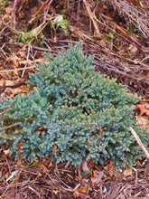 Blue Star Juniper Shrub (1 Gal) - Turquoise and silver colored, low-maintenance dwarf conifer. Drought tolerant!