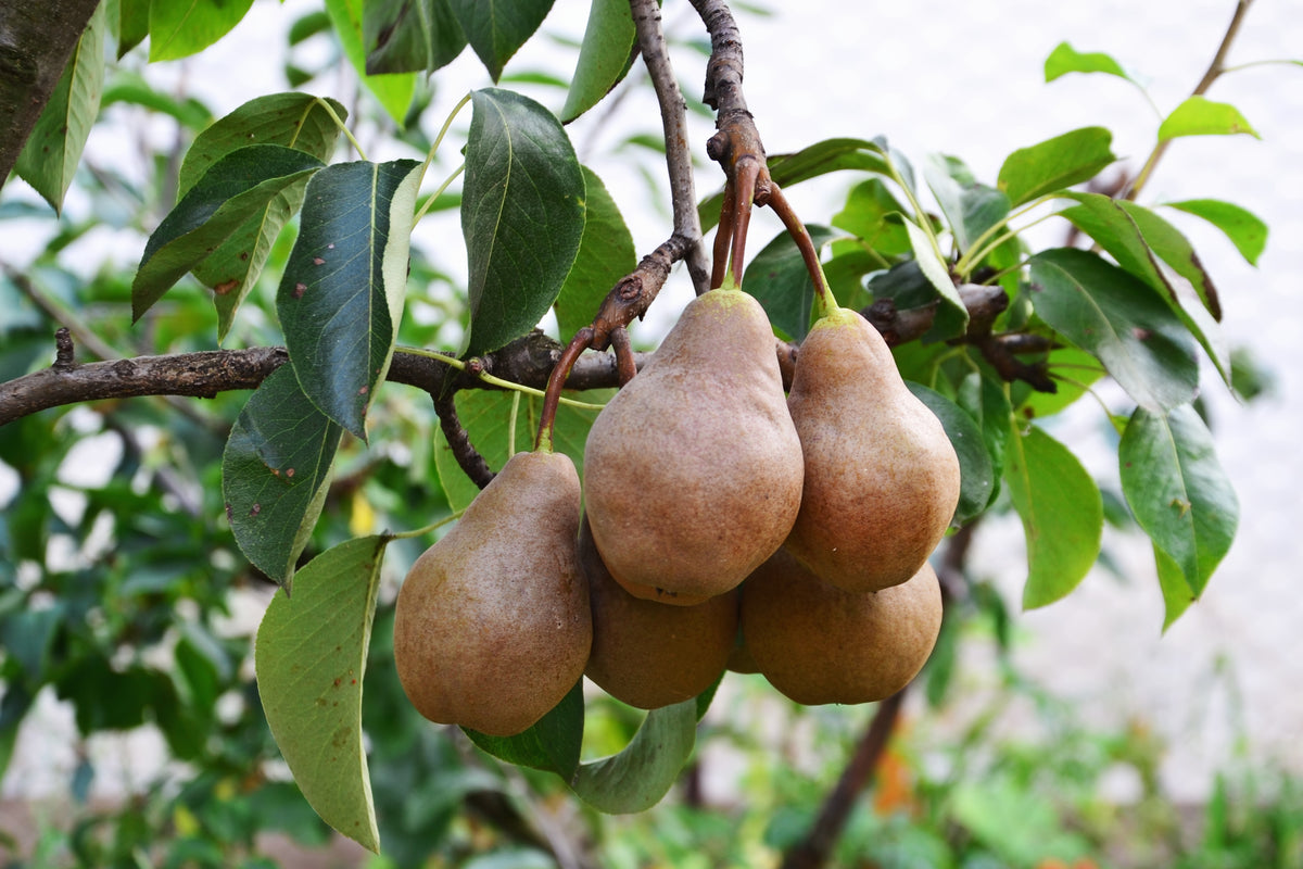 Dwarf Bosc Pear Tree Cinnamon brown pears are some of the sweetest a