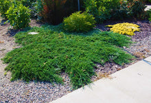 Broadmoor Juniper Shrub (1 Gal) - Excellent coniferous evergreen groundcover with graceful spreading foliage. Drought tolerant!