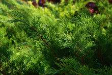 Broadmoor Juniper Shrub (1 Gal) - Excellent coniferous evergreen groundcover with graceful spreading foliage. Drought tolerant!