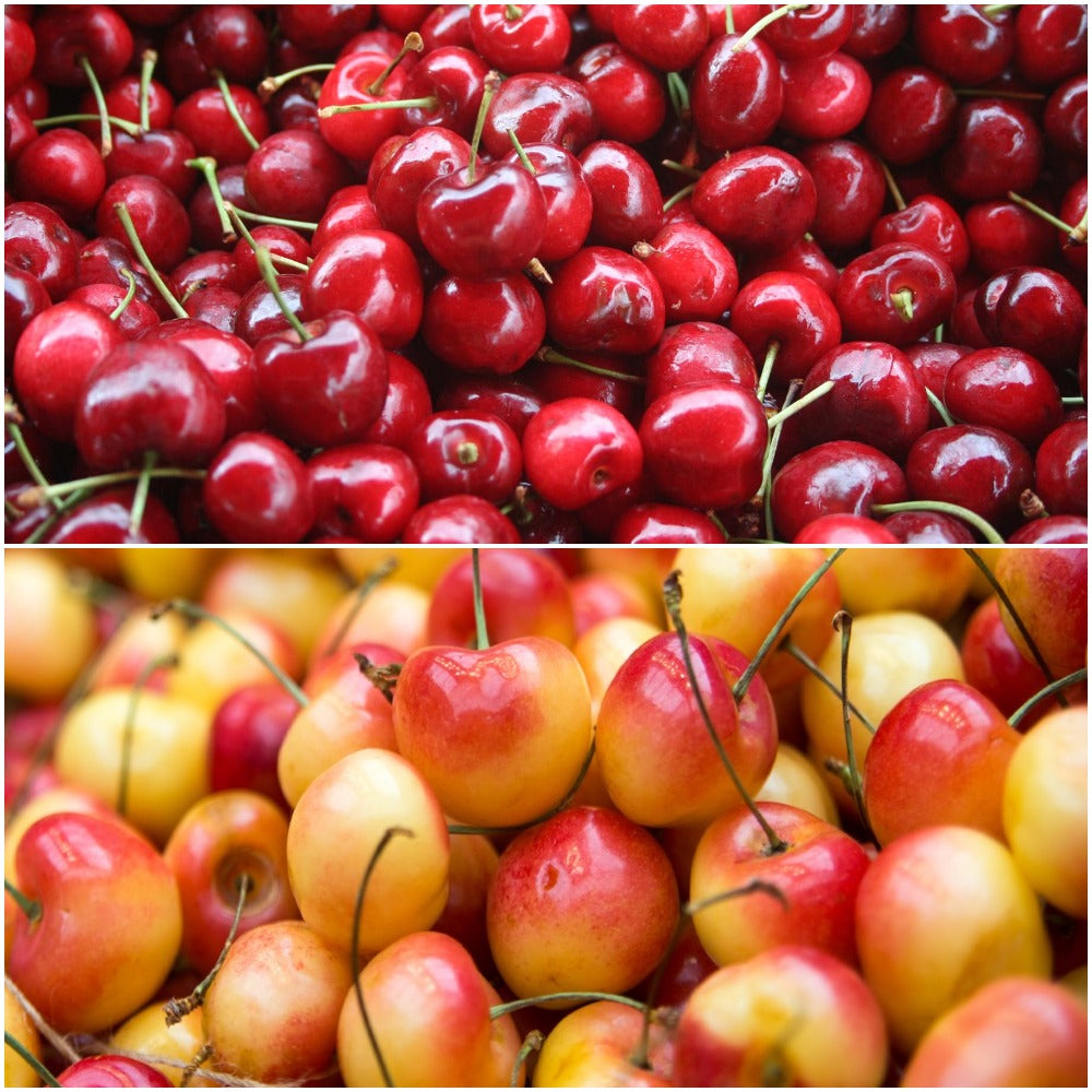 10 Different Types of Cherries - Popular Cherry Varieties to Know