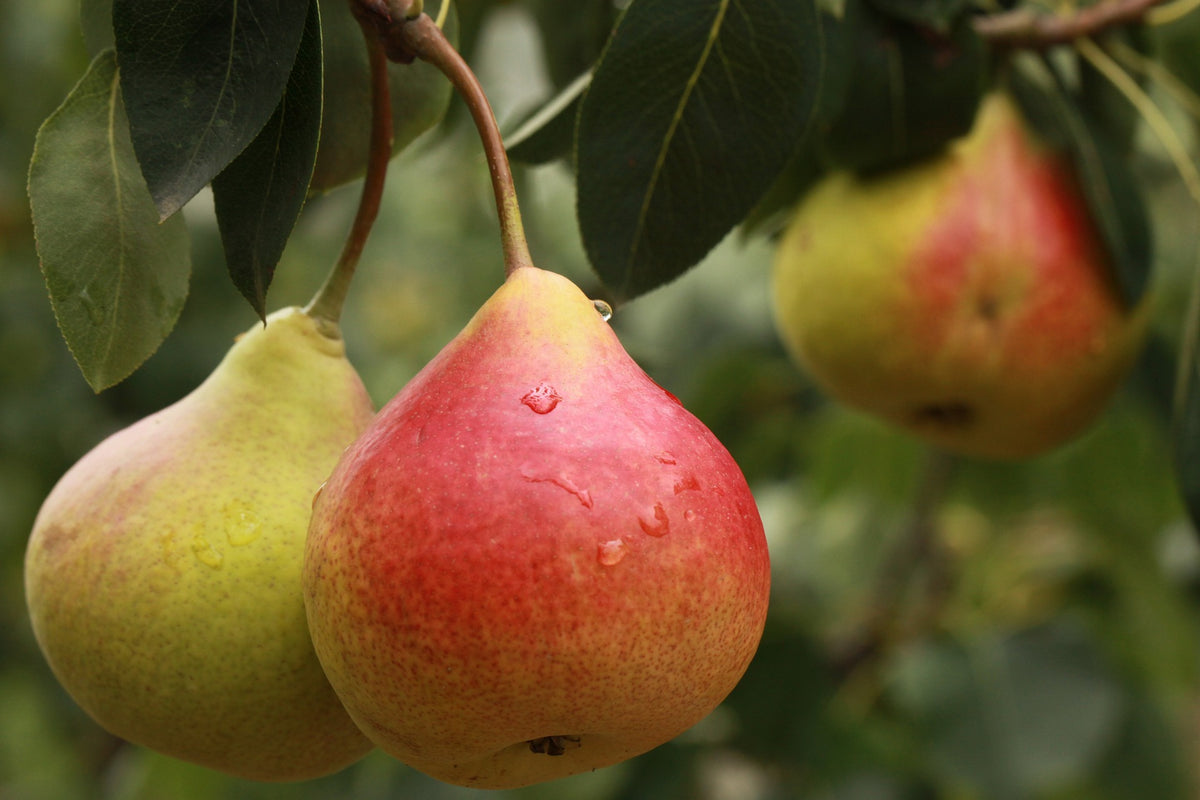 Woods Foodservice - Comice Pears, known as the sweetest pear variety, are  mellow and earthy in flavour. Available in the Winter months, these pears  are aromatic and succulent with short necks, thick