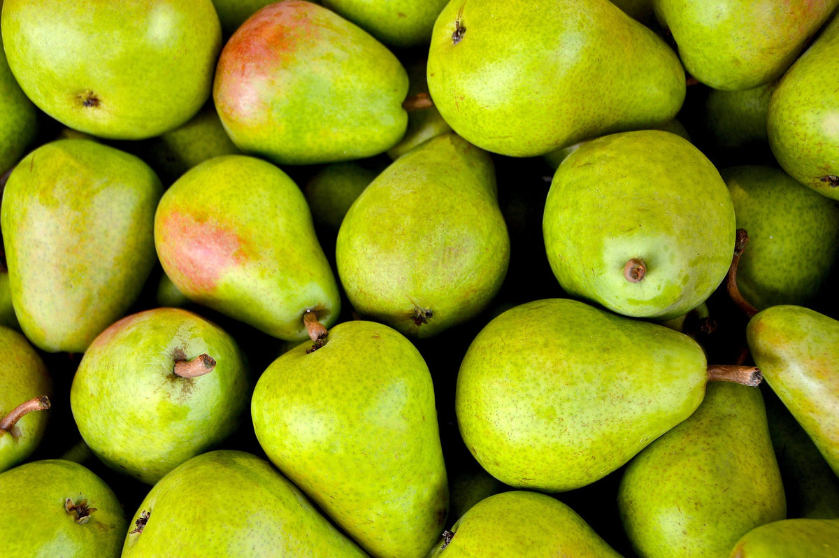 Dwarf Comice Pear Tree - The soft and sweet Christmas pear delicacy. ( –  Online Orchards