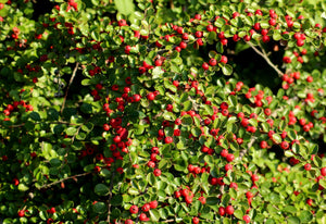 Cranberry Cotoneaster (1 Gallon) - This true multipurpose shrub displays a different color for every season!