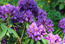 Florence Parks Rhododendron Shrub (1 Gal) - Unique violet flowers bloom in huge globe-shaped bunches!