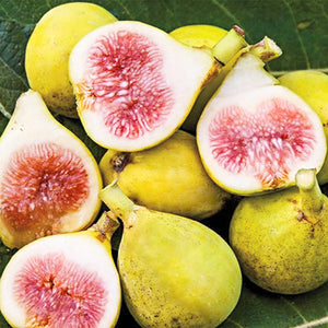 1 gal Ghost Hill White Texas Fig Tree - Double crop fig perfect for hot and dry areas!