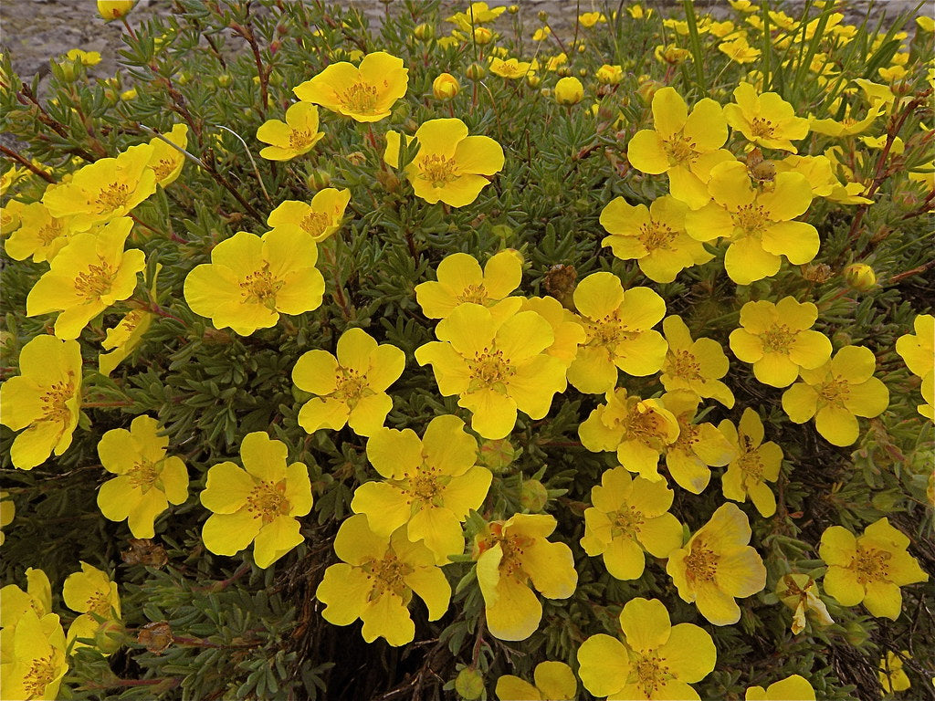 Gold Drop Potentilla Shrub (1 Gal) Beautiful dwarf shrub lights