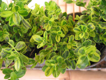 Golden-Tip Boxwood (1 Gallon) -  Golden-splashed foliage further brightens a colorful evergreen classic!