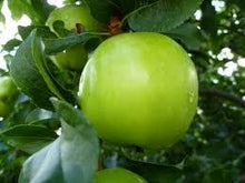Dwarf Granny Smith Apple Tree -  A true culinary delight for fresh eating, baking, and cooking! (2 years old and 3-4 feet tall.)
