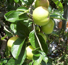 Gravenstein Apple Tree - One of the largest and hardiest apple trees! (2 years old and 3-4 feet tall.)