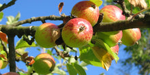 Gravenstein Apple Tree - One of the largest and hardiest apple trees! (2 years old and 3-4 feet tall.)