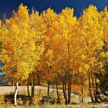 Quaking Aspen Tree - Among the fastest growing trees!  (2 years old and 3-4 feet tall.)