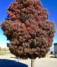 Purple Autumn Ash Tree - Deep autumn color, minimal leaf raking. (2 years old and 3-4 feet tall.)