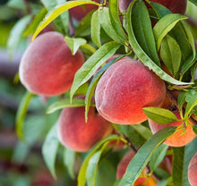 Red Haven Peach Tree - Grow a Dessert Peach and its remarkable flavor! (2 years old and 3-4 feet tall.)