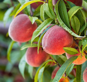 Red Haven Peach Tree - Grow a Dessert Peach and its remarkable flavor! (2 years old and 3-4 feet tall.)