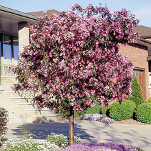 Brandywine Crabapple Tree - Miniature rose flowers! (2 years old and 3-4 feet tall.)
