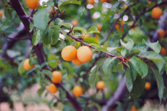 Goldcot Apricot - Prairie Gardens