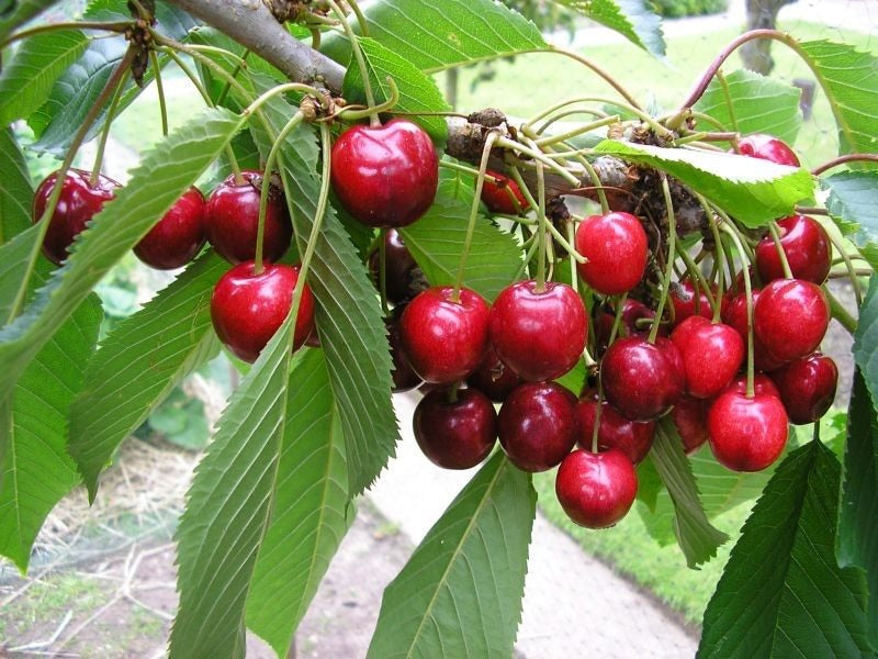 dwarf cherry tree fruit