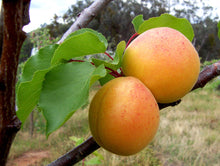 Dwarf Blenheim Apricot Tree - Richest flavor and richest history. (2 years old and 3-4 feet tall.)