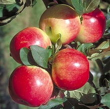Prairie Spy Apple Tree - Cold hardy and autumn-ripening. (2 years old and 3-4 feet tall)
