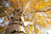 Weeping White Birch - Gracefully weeping limbs give way to pure white bark in winter! (2 years old and 3-4 feet tall.)