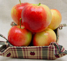 Prairie Spy Apple Tree - Cold hardy and autumn-ripening. (2 years old and 3-4 feet tall)
