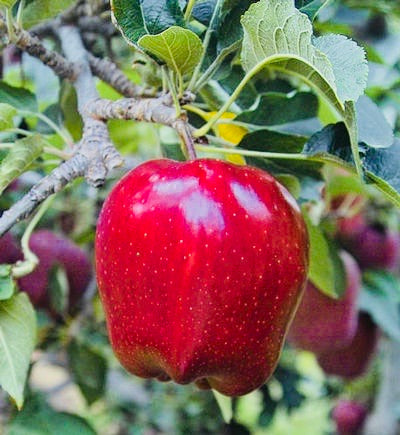 Dwarf Red McIntosh Apple Tree - World-renowned flavor, cold hardy, and  delicious! (2 years old and 3-4 feet tall.)