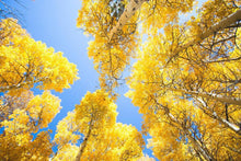 Quaking Aspen Tree - Among the fastest growing trees!  (2 years old and 3-4 feet tall.)