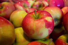 Dwarf Jonagold Apple Tree - An exclusive dessert apple! (2 years old and 3-4 feet tall.)
