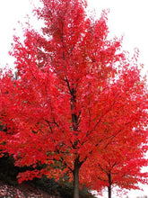Autumn Blaze Maple - Brightest red of any tree in the fall! (2 years old, 3 to 4 feet tall.)