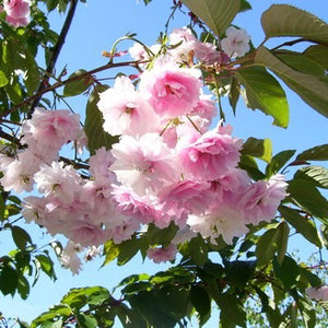 Shirofugen Cherry Blossom Tree - Bright pink, fragrant, and double-blossoming cherry tree! (2 years old and 3-4 feet tall.)