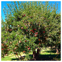 Winesap Apple Tree - Brightly colored, all purpose apple with rich flavor and history!  (Bare-Root, 3-4 feet tall, 2 years old)