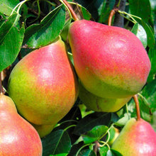 Dwarf Summercrisp Pear Tree - Most cold hardy pear! Juicy, crisp, and aromatic flavor. (2 years old and 3-4 feet tall.)