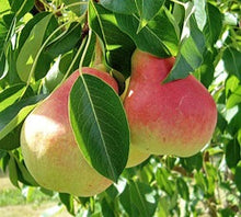 Dwarf Summercrisp Pear Tree - Most cold hardy pear! Juicy, crisp, and aromatic flavor. (2 years old and 3-4 feet tall.)
