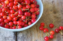 Montmorency Pie Cherry Tree - Worlds most popular pie cherry! (2 years old and 3-4 feet tall.)