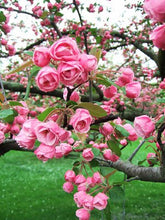 Brandywine Crabapple Tree - Miniature rose flowers! (2 years old and 3-4 feet tall.)