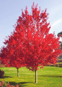 October Glory Maple Tree - Best and brightest Maple for warm climates! (2 years old and 3-4 feet tall.)