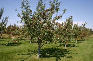 Winesap Apple Tree - Brightly colored, all purpose apple with rich flavor and history!  (Bare-Root, 3-4 feet tall, 2 years old)
